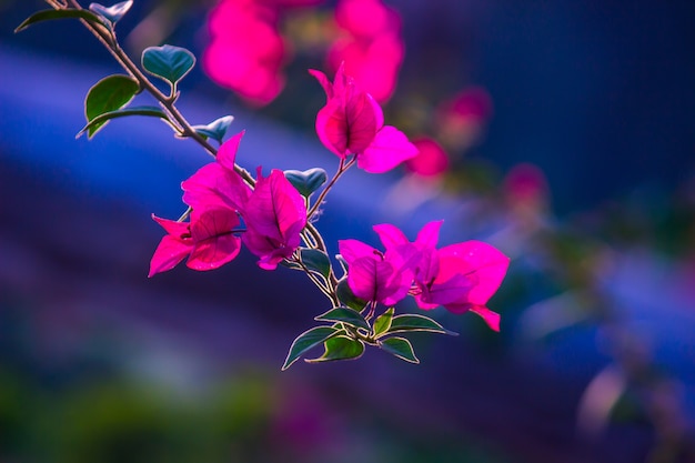 Bougainvillea is a genus of thorny ornamental vines bushes and trees family Nyctaginaceae