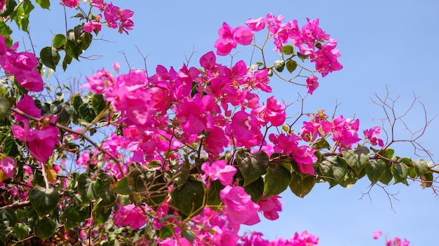 Bougainvillea pink flowers against the blue sky