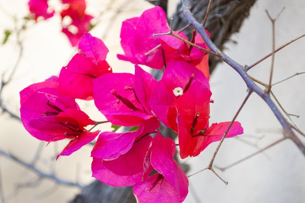 Bougainvillea pink flowers blooming isolated