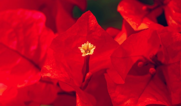 Bougainvillea pistil in shallow focus, is a climbing plant that has thin, red or purple flowers and grows mainly in hot countries, such as Indonesia and Brazil