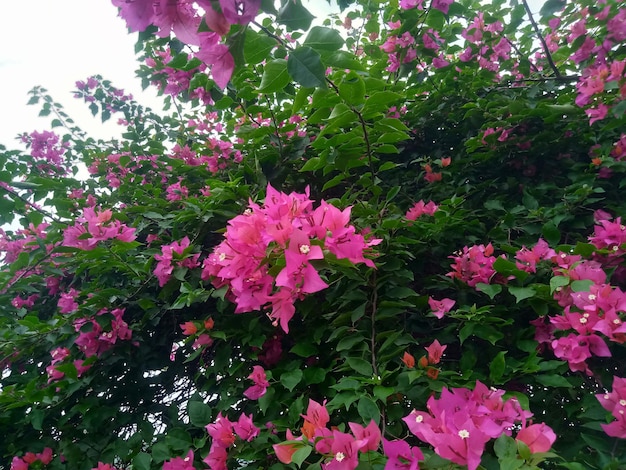 Bougainvillea spectabilis pink flower background