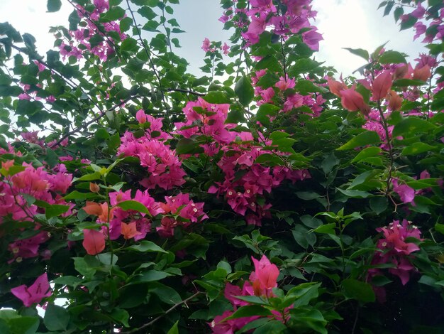 Photo bougainvillea spectabilis pink flower background