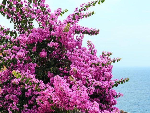 Bougainvillea tree closeup