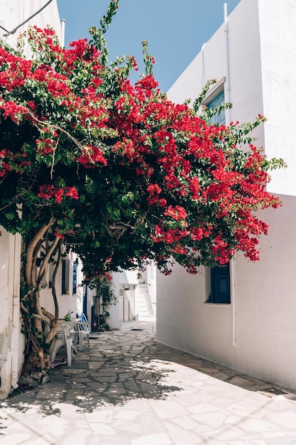 Bougainvillea tree in Greece