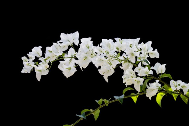 Bougainvilleas isolated on black background. Paper flower .