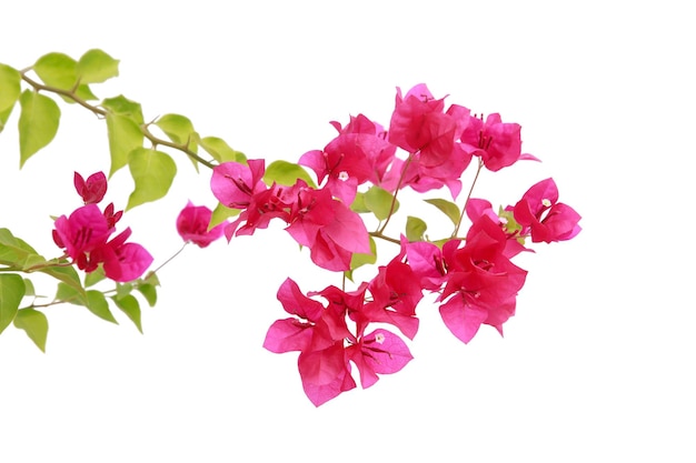 Bougainvilleas isolated on white background.