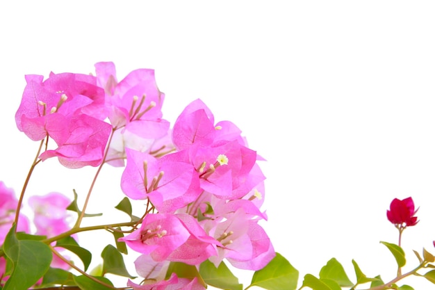 Bougainvilleas isolated on white background.