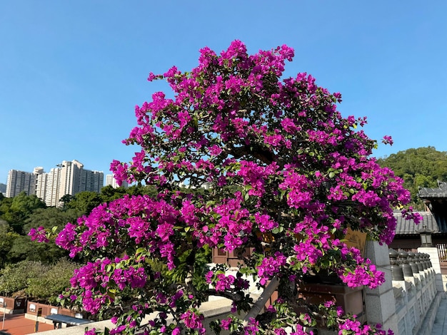 Bougeville or Bougenvillea flower trees at Nan Lian Garden infront of Chi Lin Nunnery