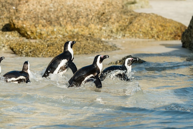 Boulders Beach penguin colony Simonstown in South Africa