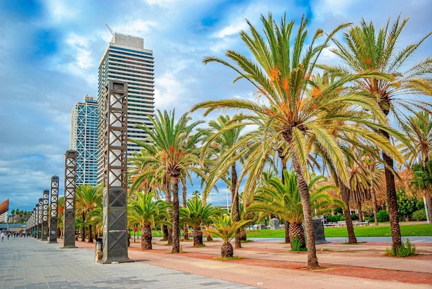 A boulevard with palm trees against the background of modern skyscrapers Picturesque