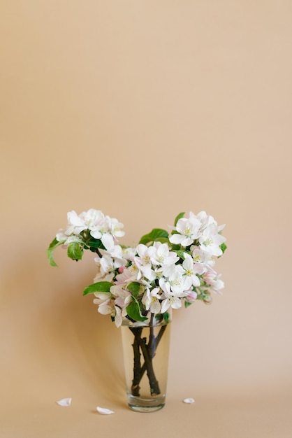 Bouquet of apple blossoming branches in a glass vase on a beige background