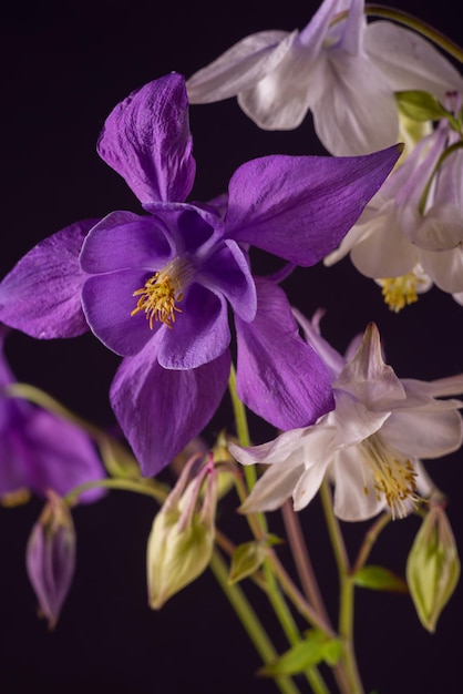 Bouquet of aquilegia glandulosa flowers against a dark background floral wallpaper with aquilegia fl