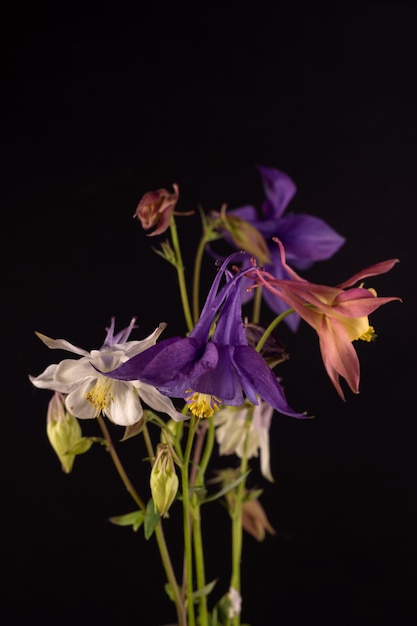 Bouquet of Aquilegia glandulosa flowers against a dark background Floral wallpaper with aquilegia flowers