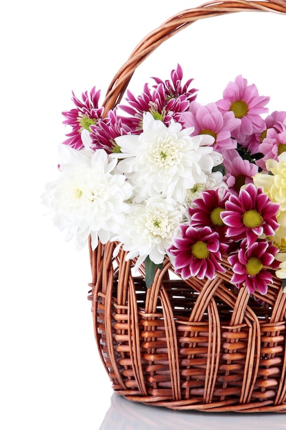 Bouquet of beautiful chrysanthemums in wicker basket isolated on white