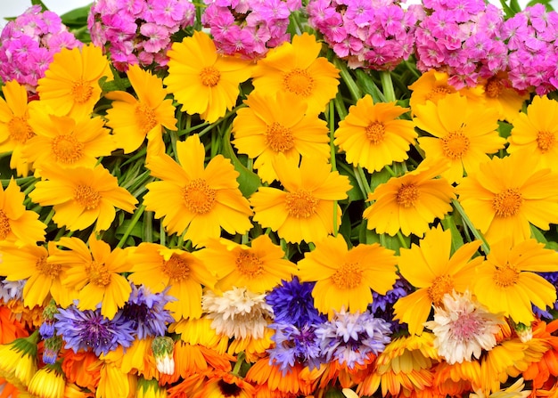 Bouquet beautiful flowers of calendula koreopsis carnation and cornflowers Yellow orange and blue Creative arrangement Useful and medicinal herbs Flat lay top view object