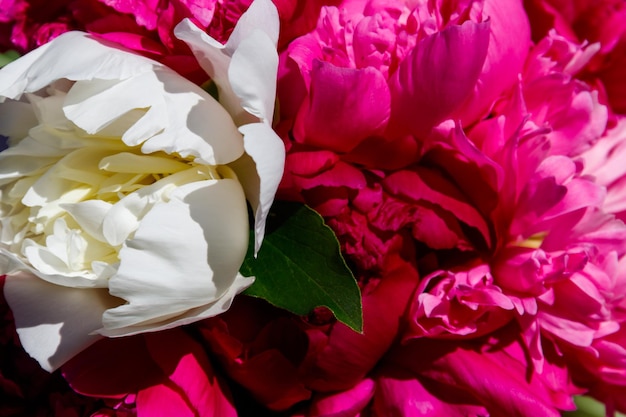 Bouquet of beautiful flowers of peonies close-up. Floral background