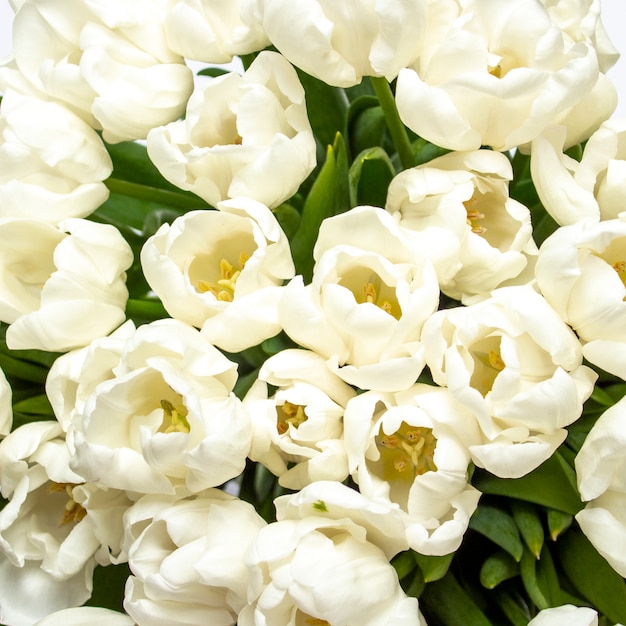 Bouquet of beautiful fresh cream tulips.