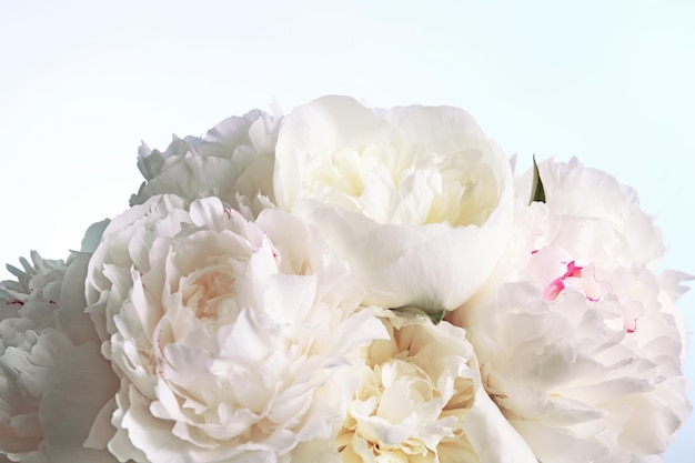 Bouquet of beautiful peony flowers on light color background closeup