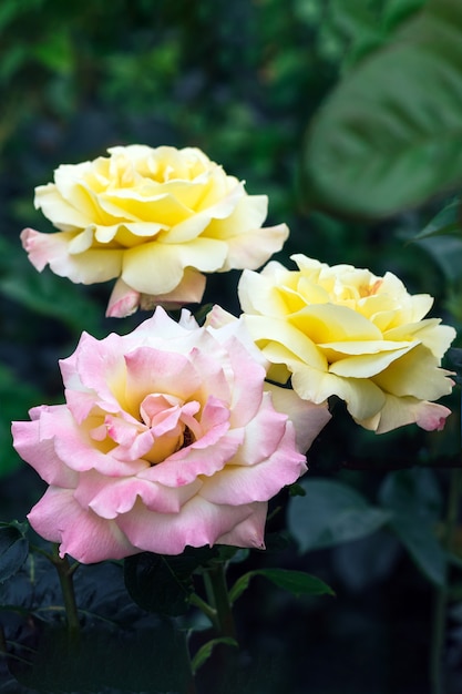 Bouquet of beautiful pink and yellow roses flowers