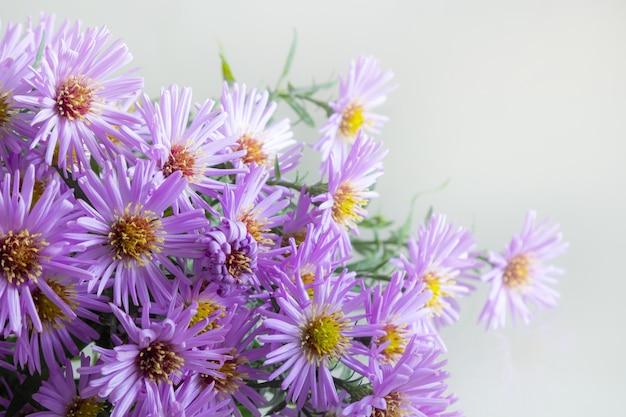 bouquet of beautiful purple chrysanthemums on a white background