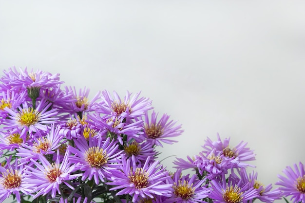 bouquet of beautiful purple chrysanthemums on a white background