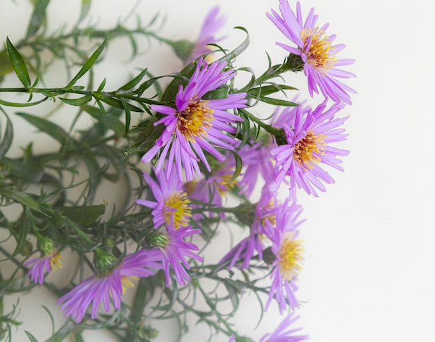 bouquet of beautiful purple chrysanthemums on a white background