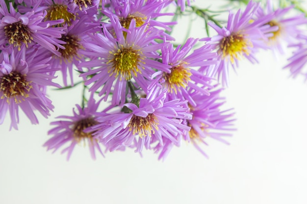 bouquet of beautiful purple chrysanthemums on a white background