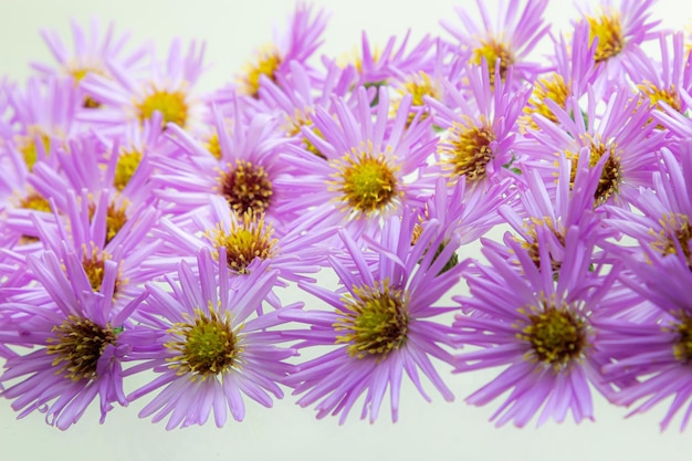 bouquet of beautiful purple chrysanthemums on a white background