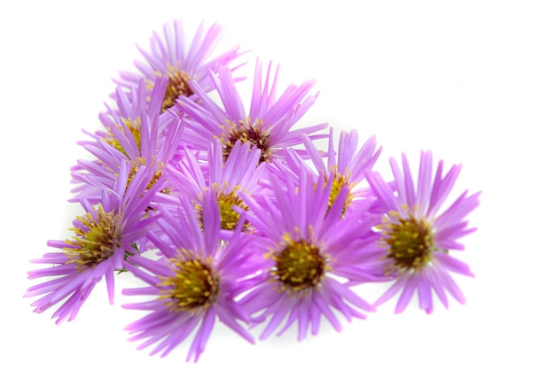 bouquet of beautiful purple chrysanthemums on a white background