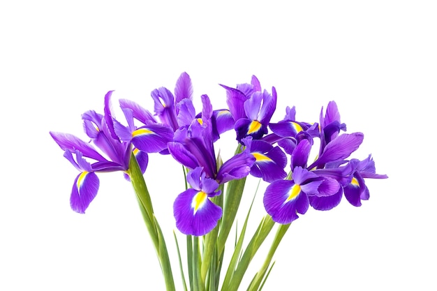 Bouquet of beautiful purple irises isolated