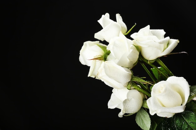 Bouquet of beautiful roses on black background