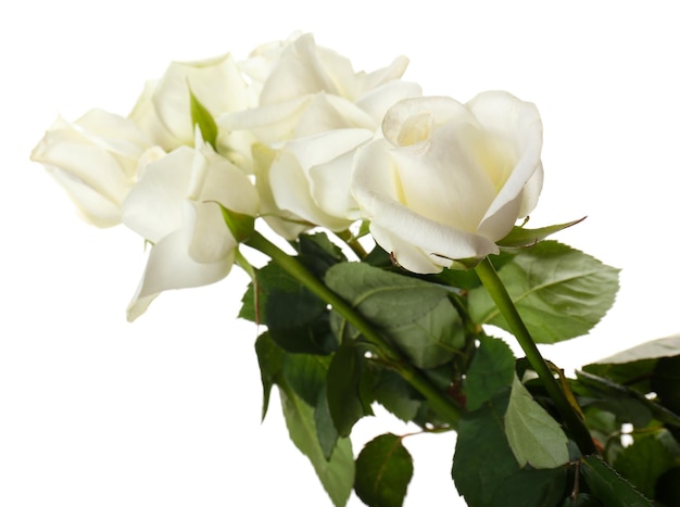 Bouquet of beautiful roses isolated on white