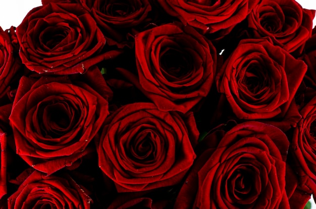 Bouquet of beautiful roses tied with red ribbon. Studio Photo.