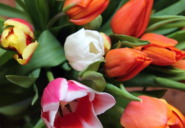 Bouquet of beautiful spring tulips