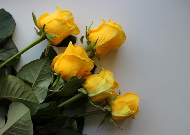 Bouquet Of Blooming Bright Yellow Roses On White Top View