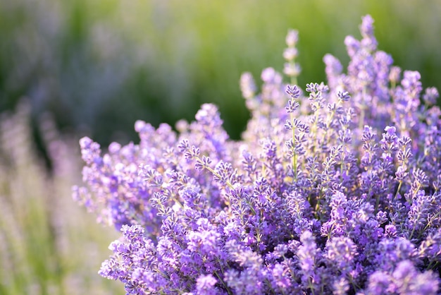 Bouquet of blooming lavender flowers on background of bushes in summer garden