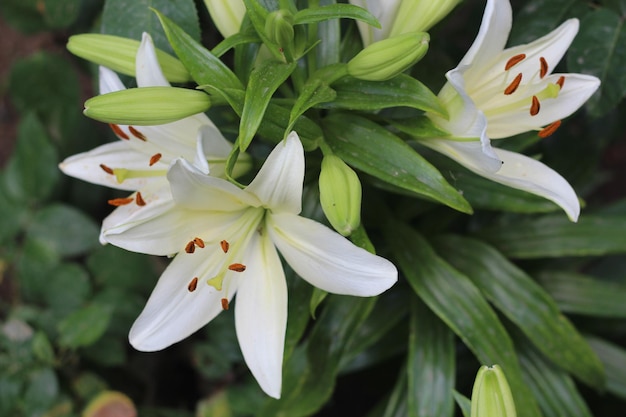 Bouquet blooming lily flower close up