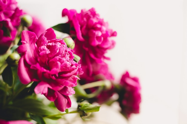 Bouquet of blooming peonies. Still life with a bouquet of peonies. Tender pink peony