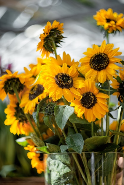 Bouquet of blooming sunflowers in the vase