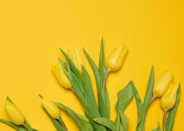 Bouquet of blooming tulips with green leaves on a yellow background