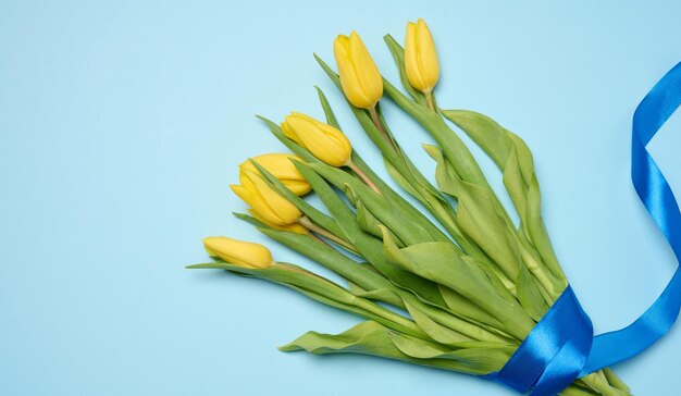 Bouquet of blooming yellow tulips with green leaves on a blue background