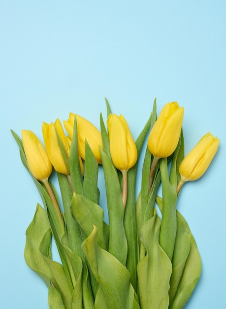 Bouquet of blooming yellow tulips with green leaves on a blue background