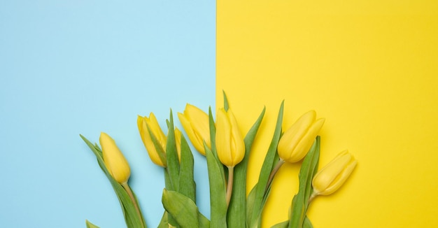 Bouquet of blooming yellow tulips with green leaves on a yellow background