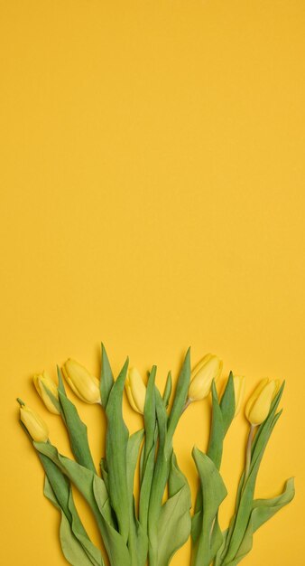 Bouquet of blooming yellow tulips with green leaves on a yellow background