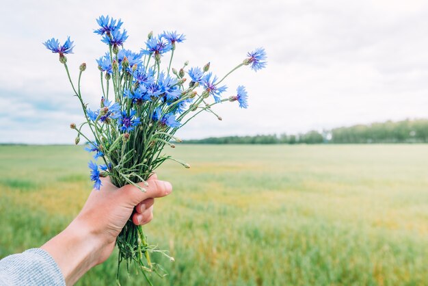 Bouquet of blue cornflowers on summer field background. Herbal field flowers. Symbol of Belarus