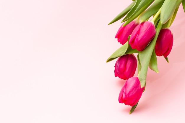 Bouquet of bright fresh delicate pink tulips hanging on a pastel background with copy space, close-up. Minimalism for spring holidays