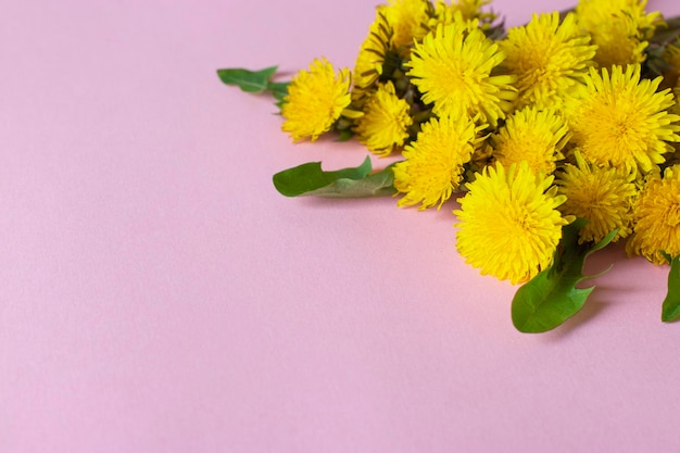 Bouquet of bright yellow dandelions on a pink background close up Copy space