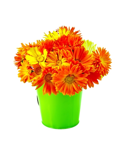 Bouquet of calendula flowers in a small green bucket isolated on white background