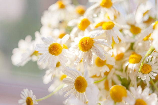 Bouquet of camomiles at sunlight. Cozy summer morning at home.