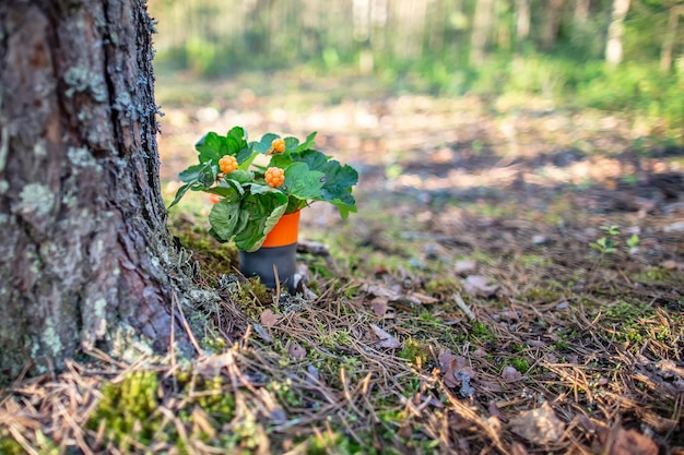 A bouquet  of cloudberries stands in a hiking mug on the ground at the trunk of a pine tree